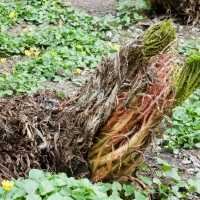 Brazilian Giant-rhubarb